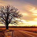 Burr Oak Silhouette