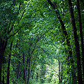 Country Lane